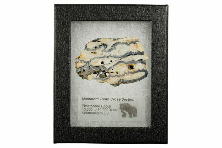 Mammoth Molar Slice With Case - South Carolina #349966